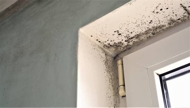Mold Removal for HVAC Installations in Lookout Mountain, GA