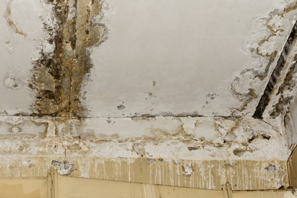 Lookout Mountain, GA Mold Removal Company