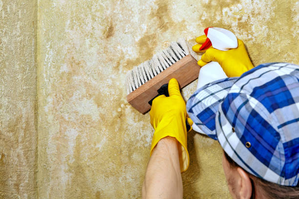 Mold Remediation for Rental Properties in Lookout Mountain, GA