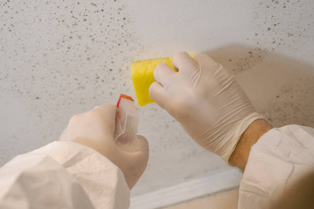Best Mold Damage Restoration  in Lookout Mountain, GA