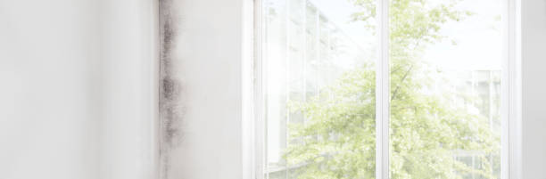 Best Attic Mold Removal  in Lookout Mountain, GA