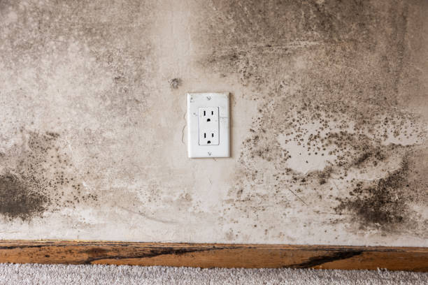  Lookout Mountain, GA Mold Removal Pros